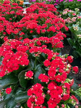 Load image into Gallery viewer, Flaming Katy (Kalanchoe blossfeldiana)