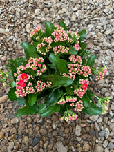 Load image into Gallery viewer, Flaming Katy (Kalanchoe blossfeldiana)