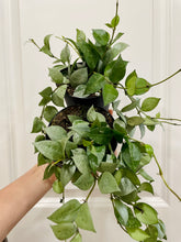 Load image into Gallery viewer, Hoya Krohniana Silver