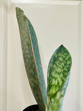 Load image into Gallery viewer, Whale Fin Plant (Sansevieria Masoniana)
