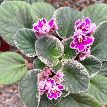 Load image into Gallery viewer, African Violets