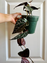 Load image into Gallery viewer, Celebes Pepper (Piper crocatum)