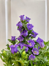 Load image into Gallery viewer, Canterbury Bells (Campanula medium)