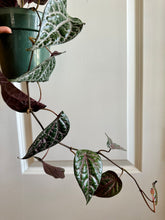 Load image into Gallery viewer, Celebes Pepper (Piper crocatum)