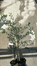 Load image into Gallery viewer, Olive (Arbequina)