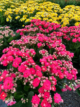 Load image into Gallery viewer, Flaming Katy (Kalanchoe blossfeldiana)