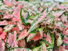 Load image into Gallery viewer, Fancy leaf Caladium