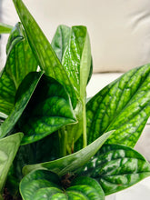 Load image into Gallery viewer, Monstera Peru (Monstera Karstenianum)