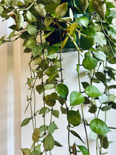 Load image into Gallery viewer, Hoya Krohniana Silver