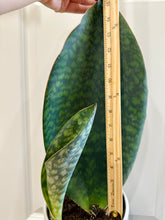 Load image into Gallery viewer, Whale Fin Plant (Sansevieria Masoniana)