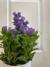 Load image into Gallery viewer, Canterbury Bells (Campanula medium)