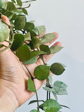 Load image into Gallery viewer, Hoya Krohniana Silver