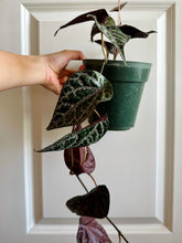 Load image into Gallery viewer, Celebes Pepper (Piper crocatum)