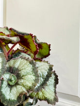 Load image into Gallery viewer, Escargots Rex Begonias