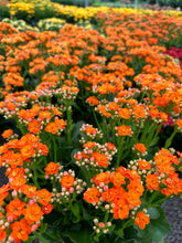 Load image into Gallery viewer, Flaming Katy (Kalanchoe blossfeldiana)