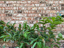 Load image into Gallery viewer, Pink guava