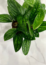 Load image into Gallery viewer, Monstera Peru (Monstera Karstenianum)