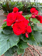 Load image into Gallery viewer, Rieger Begonias