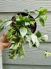 Load image into Gallery viewer, Hoya Krohniana Silver