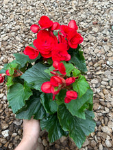 Load image into Gallery viewer, Rieger Begonias