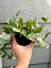 Load image into Gallery viewer, Hoya Krohniana Silver