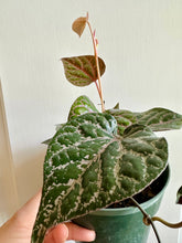 Load image into Gallery viewer, Celebes Pepper (Piper crocatum)