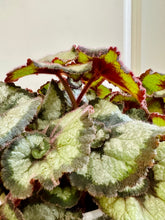 Load image into Gallery viewer, Escargots Rex Begonias