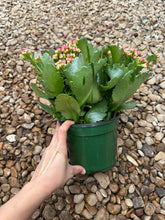 Load image into Gallery viewer, Flaming Katy (Kalanchoe blossfeldiana)