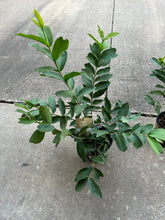 Load image into Gallery viewer, Pink guava