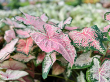 Load image into Gallery viewer, Fancy leaf Caladium