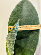 Load image into Gallery viewer, Whale Fin Plant (Sansevieria Masoniana)