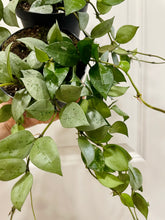 Load image into Gallery viewer, Hoya Krohniana Silver