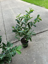 Load image into Gallery viewer, Pink guava