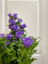 Load image into Gallery viewer, Canterbury Bells (Campanula medium)