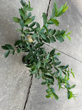 Load image into Gallery viewer, Pink guava