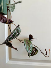 Load image into Gallery viewer, Celebes Pepper (Piper crocatum)