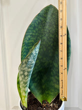 Load image into Gallery viewer, Whale Fin Plant (Sansevieria Masoniana)