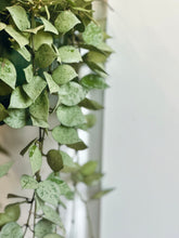 Load image into Gallery viewer, Hoya Krohniana Silver