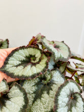 Load image into Gallery viewer, Escargots Rex Begonias