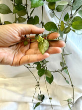 Load image into Gallery viewer, Hoya Krohniana Silver