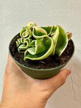 Load image into Gallery viewer, Hoya Hindu Rope (Hoya Carnosa Compacta)