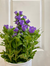 Load image into Gallery viewer, Canterbury Bells (Campanula medium)