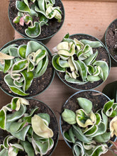 Load image into Gallery viewer, Hoya Hindu Rope (Hoya Carnosa Compacta)