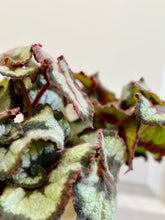 Load image into Gallery viewer, Escargots Rex Begonias