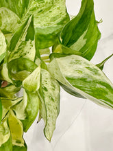 Load image into Gallery viewer, Manjula Pothos (Epipremnum aureum)