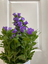 Load image into Gallery viewer, Canterbury Bells (Campanula medium)