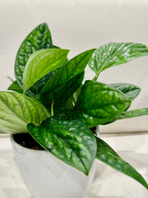 Load image into Gallery viewer, Monstera Peru (Monstera Karstenianum)