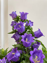 Load image into Gallery viewer, Canterbury Bells (Campanula medium)