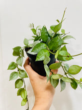 Load image into Gallery viewer, Hoya Krohniana Silver