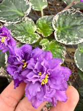 Load image into Gallery viewer, African Violets